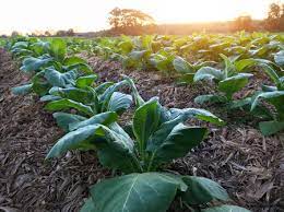 Zielarstwo i Fitoperapia